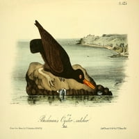 Amerikai madarak Bachman Osztrigafogó poszter nyomtatása J. J. Audubon