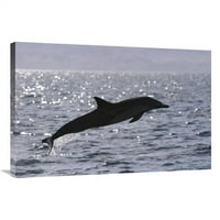 be. Rövidcsőrű közönséges Delfin Ugrás, Cortez-tenger, Baja, Mexikó Art Print-Hiroya Minakuchi