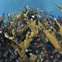 Üveges seprőgépek lebeg alatt egy kolónia elkhorn korall növekvő Turneffe Atoll. Poszter nyomtatás: Ethan Daniels Stocktrek