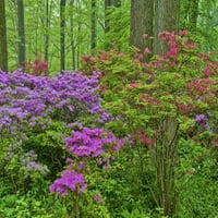 Delaware, virágzó azálea az erdőben Jay OBrien
