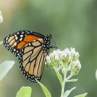 Monarch Butterfly Nyugvó Kis Fehér Virágok; Vian, Oklahoma, Amerikai Egyesült Államok Poszter Nyomtatás